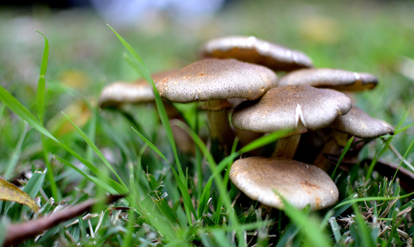 生化黄腐酸钾的作用：生化黄腐酸钾对植物秸秆的深度发酵作用