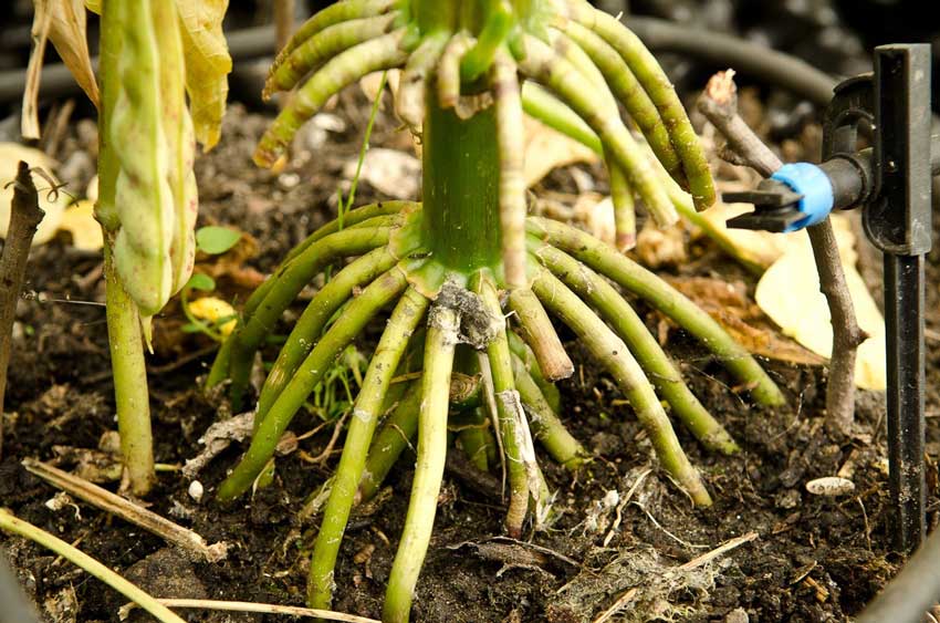 矿源腐植酸的作用及功能：对植物根系吸收养分的促进作用